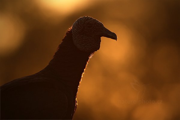 Kondor havranovitý (Cyragyps atratus), Kondor havranovitý Coragyps atratus Black Vulture, Autor: Ondřej Prosický | NaturePhoto.cz, Model: Canon EOS 5D Mark II, Objektiv: Canon EF 500mm f/4 L IS USM, Ohnisková vzdálenost (EQ35mm): 500 mm, fotografováno z ruky, Clona: 7.1, Doba expozice: 1/500 s, ISO: 640, Kompenzace expozice: -1 1/3, Blesk: Ne, 13. září 2011 6:03:15, Barranco Alto, Pantanal (Brazílie)  