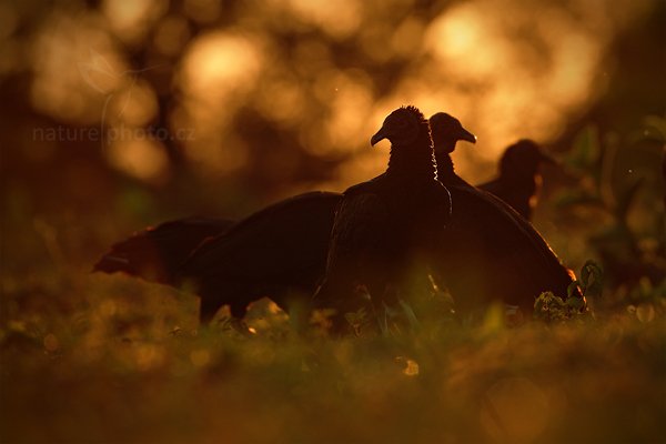 Kondor havranovitý (Cyragyps atratus), Kondor havranovitý (Coragyps atratus) Black Vulture, Autor: Ondřej Prosický | NaturePhoto.cz, Model: Canon EOS 5D Mark II, Objektiv: Canon EF 500mm f/4 L IS USM, Ohnisková vzdálenost (EQ35mm): 500 mm, fotografováno z ruky, Clona: 7.1, Doba expozice: 1/800 s, ISO: 640, Kompenzace expozice: -1 1/3, Blesk: Ne, 13. září 2011 6:01:33, Barranco Alto, Pantanal (Brazílie) 