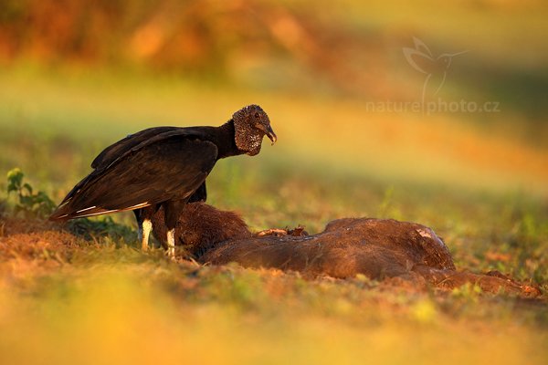 Kondor havranovitý (Cyragyps atratus), Kondor havranovitý (Coragyps atratus) Black Vulture, Autor: Ondřej Prosický | NaturePhoto.cz, Model: Canon EOS 5D Mark II, Objektiv: Canon EF 500mm f/4 L IS USM, Ohnisková vzdálenost (EQ35mm): 500 mm, fotografováno z ruky, Clona: 7.1, Doba expozice: 1/320 s, ISO: 500, Kompenzace expozice: -2/3, Blesk: Ne, 13. září 2011 6:07:12, Barranco Alto, Pantanal (Brazílie) 