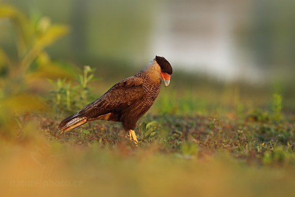 Karančo jižní (Caracara plancus), Karančo jižní (Caracara plancus) Southern Caracara Autor: Ondřej Prosický | NaturePhoto.cz, Model: Canon EOS 5D Mark II, Objektiv: Canon EF 500mm f/4 L IS USM, Ohnisková vzdálenost (EQ35mm): 500 mm, fotografováno z ruky, Clona: 7.1, Doba expozice: 1/400 s, ISO: 640, Kompenzace expozice: -2/3, Blesk: Ne, 13. září 2011 6:06:30, Barranco Alto, Pantanal (Brazílie) 