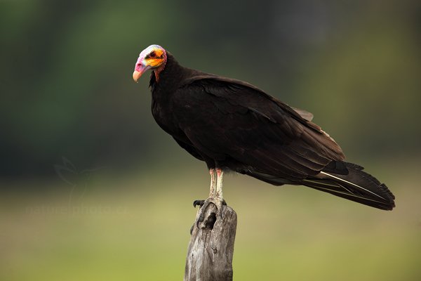 Kondor menší (Cathartes burrovianus), Kondor menší (Cathartes burrovianus) Lesser Yellow-headed Vulture, Autor: Ondřej Prosický | NaturePhoto.cz, Model: Canon EOS 5D Mark II, Objektiv: Canon EF 500mm f/4 L IS USM, Ohnisková vzdálenost (EQ35mm): 700 mm, fotografováno z ruky, Clona: 5.6, Doba expozice: 1/400 s, ISO: 160, Kompenzace expozice: -2/3, Blesk: Ano, 5. září 2011 11:08:07, Barranco Alto, Pantanal (Brazílie)  