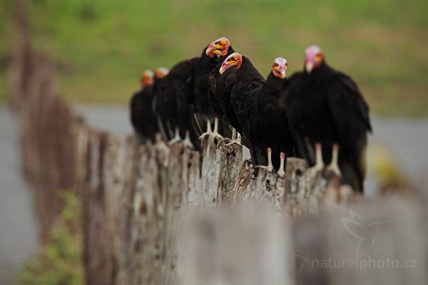 Kondor menší (Cathartes burrovianus), Kondor menší (Cathartes burrovianus) Lesser Yellow-headed Vulture, Autor: Ondřej Prosický | NaturePhoto.cz, Model: Canon EOS 5D Mark II, Objektiv: Canon EF 500mm f/4 L IS USM, Ohnisková vzdálenost (EQ35mm): 700 mm, fotografováno z ruky, Clona: 9.0, Doba expozice: 1/400 s, ISO: 400, Kompenzace expozice: -2/3, Blesk: Ne, 5. září 2011 10:56:01, Barranco Alto, Pantanal (Brazílie)