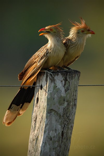 Kukačka guira (Guira guira) Guira Cuckoo , Kukačka guira (Guira guira) Guira Cuckoo, Autor: Ondřej Prosický | NaturePhoto.cz, Model: Canon EOS-1D Mark III, Objektiv: Canon EF 500mm f/4 L IS USM, Ohnisková vzdálenost (EQ35mm): 910 mm, fotografováno z ruky, Clona: 6.3, Doba expozice: 1/640 s, ISO: 400, Kompenzace expozice: 0, Blesk: Ne, 15. září 2011 15:38:27, Barranco Alto, Pantanal (Brazílie) 