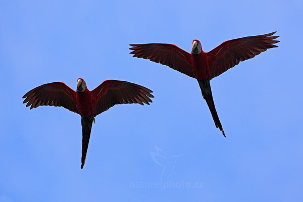 Ara zelenokřídlý (Ara chloropterus), Ara zelenokřídlý (Ara chloropterus) Red-and-green Macaw, Autor: Ondřej Prosický | NaturePhoto.cz, Model: Canon EOS 5D Mark II, Objektiv: Canon EF 500mm f/4 L IS USM, Ohnisková vzdálenost (EQ35mm): 500 mm, fotografováno z ruky, Clona: 7.1, Doba expozice: 1/3200 s, ISO: 500, Kompenzace expozice: +2/3, Blesk: Ne, 6. září 2011 8:58:46, Barranco Alto, Pantanal (Brazílie) 