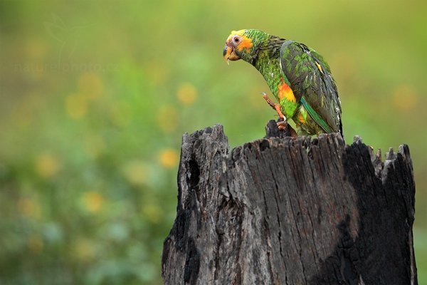 Amazoňan žlutobřichý (Alipiopsitta xanthops), Amazoňan žlutobřichý (Alipiopsitta xanthops) Yellow-faced Parrot, Autor: Ondřej Prosický | NaturePhoto.cz, Model: Canon EOS 5D Mark II, Objektiv: Canon EF 500mm f/4 L IS USM, Ohnisková vzdálenost (EQ35mm): 500 mm, fotografováno z ruky, Clona: 5.0, Doba expozice: 1/320 s, ISO: 1000, Kompenzace expozice: +1/3, Blesk: Ne, 9. září 2011 15:00:56, Barranco Alto, Pantanal (Brazílie)