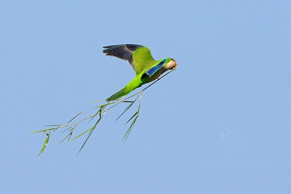 Papoušek mniší (Myiopsitta monachus), Papoušek mniší (Myiopsitta monachus) Monk Parakeet, Autor: Ondřej Prosický | NaturePhoto.cz, Model: Canon EOS-1D Mark III, Objektiv: Canon EF 500mm f/4 L IS USM, Ohnisková vzdálenost (EQ35mm): 650 mm, fotografováno z ruky, Clona: 7.1, Doba expozice: 1/2000 s, ISO: 400, Kompenzace expozice: +1/3, Blesk: Ano, 8. září 2011 9:21:28, Barranco Alto, Pantanal (Brazílie) 