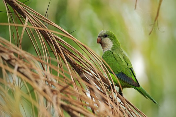 Papoušek mniší (Myiopsitta monachus) Monk Parakeet, Papoušek mniší (Myiopsitta monachus) Monk Parakeet, Autor: Ondřej Prosický | NaturePhoto.cz, Model: Canon EOS-1D Mark III, Objektiv: Canon EF 500mm f/4 L IS USM, Ohnisková vzdálenost (EQ35mm): 650 mm, fotografováno z ruky, Clona: 6.3, Doba expozice: 1/640 s, ISO: 1600, Kompenzace expozice: -2/3, Blesk: Ne, 8. září 2011 6:18:47, Barranco Alto, Pantanal (Brazílie)