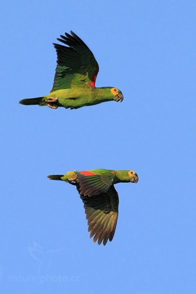 Amazoňan modročelý (Amazona aestiva), Amazoňan modročelý (Amazona aestiva) Blue-fronted Parrot, Autor: Ondřej Prosický | NaturePhoto.cz, Model: Canon EOS-1D Mark III, Objektiv: Canon EF 500mm f/4 L IS USM, Ohnisková vzdálenost (EQ35mm): 650 mm, fotografováno z ruky, Clona: 7.1, Doba expozice: 1/1250 s, ISO: 640, Kompenzace expozice: +1/3, Blesk: Ne, 2. září 2011 22:51:50, Barranco Alto, Pantanal (Brazílie) 