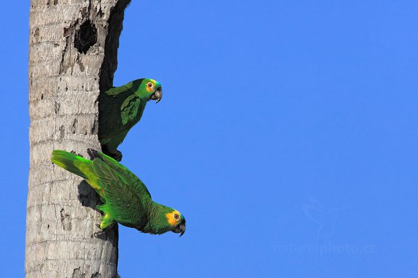 Amazoňan modročelý (Amazona aestiva) Blue-fronted Parrot , Amazoňan modročelý (Amazona aestiva) Blue-fronted Parrot, Autor: Ondřej Prosický | NaturePhoto.cz, Model: Canon EOS 5D Mark II, Objektiv: Canon EF 500mm f/4 L IS USM, Ohnisková vzdálenost (EQ35mm): 700 mm, fotografováno z ruky, Clona: 9.0, Doba expozice: 1/1000 s, ISO: 160, Kompenzace expozice: -1/3, Blesk: Ne, 11. září 2011 15:23:14, Barranco Alto, Pantanal (Brazílie)