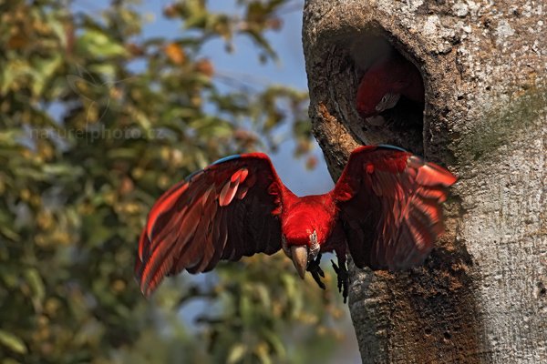 Ara zelenokřídlý (Ara chloropterus)  , Ara zelenokřídlý (Ara chloropterus) Red-and-green Macaw, Autor: Ondřej Prosický | NaturePhoto.cz, Model: Canon EOS 5D Mark II, Objektiv: Canon EF 500mm f/4 L IS USM, Ohnisková vzdálenost (EQ35mm): 500 mm, fotografováno z ruky, Clona: 7.1, Doba expozice: 1/1600 s, ISO: 400, Kompenzace expozice: -1/3, Blesk: Ne, 4. září 2011 9:01:13, Barranco Alto, Pantanal (Brazílie) 