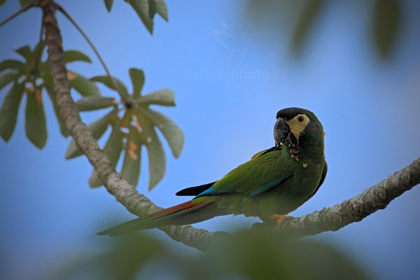 Ara žlutokrký (Primolius auricollis) Yellow-collared Macaw, Ara žlutokrký (Primolius auricollis) Yellow-collared Macaw, Autor: Ondřej Prosický | NaturePhoto.cz, Model: Canon EOS 5D Mark II, Objektiv: Canon EF 500mm f/4 L IS USM, Ohnisková vzdálenost (EQ35mm): 500 mm, fotografováno z ruky, Clona: 6.3, Doba expozice: 1/1600 s, ISO: 640, Kompenzace expozice: +1/3, Blesk: Ne, 10. září 2011 16:02:45, Barranco Alto, Pantanal (Brazílie) 