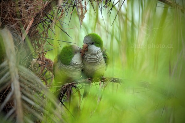 Papoušek mniší (Myiopsitta monachus) Monk Parakeet, Papoušek mniší (Myiopsitta monachus) Monk Parakeet, Autor: Ondřej Prosický | NaturePhoto.cz, Model: Canon EOS 5D Mark II, Objektiv: Canon EF 500mm f/4 L IS USM, Ohnisková vzdálenost (EQ35mm): 700 mm, fotografováno z ruky, Clona: 7.1, Doba expozice: 1/80 s, ISO: 1250, Kompenzace expozice: 0, Blesk: Ne, 10. září 2011 6:21:06, Barranco Alto, Pantanal (Brazílie) 