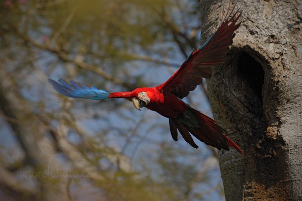 Ara zelenokřídlý (Ara chloropterus) Red-and-green Macaw, Ara zelenokřídlý (Ara chloropterus) Red-and-green Macaw, Autor: Ondřej Prosický | NaturePhoto.cz, Model: Canon EOS 5D Mark II, Objektiv: Canon EF 500mm f/4 L IS USM, Ohnisková vzdálenost (EQ35mm): 500 mm, fotografováno z ruky, Clona: 7.1, Doba expozice: 1/1600 s, ISO: 400, Kompenzace expozice: -1/3, Blesk: Ne, 4. září 2011 9:01:13, Barranco Alto, Pantanal (Brazílie) 