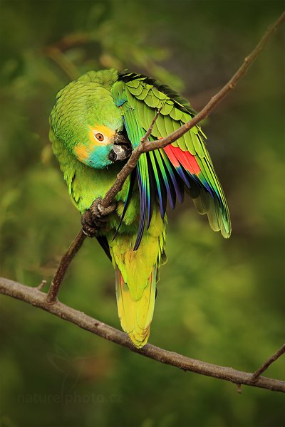 Amazoňan modročelý (Amazona aestiva) Blue-fronted Parrot , Amazoňan modročelý (Amazona aestiva) Blue-fronted Parrot, Autor: Ondřej Prosický | NaturePhoto.cz, Model: Canon EOS 5D Mark II, Objektiv: Canon EF 500mm f/4 L IS USM, Ohnisková vzdálenost (EQ35mm): 700 mm, fotografováno z ruky, Clona: 7.1, Doba expozice: 1/500 s, ISO: 500, Kompenzace expozice: -2/3, Blesk: Ne, 10. září 2011 7:06:50, Barranco Alto, Pantanal (Brazílie)  