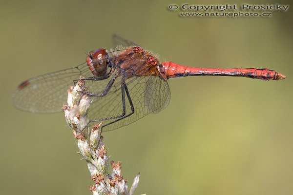 Vážka obecná (Sympetrum vulgatum), Autor: Ondřej Prosický, Model aparátu: Canon EOS 20D, Objektiv: Canon EF 100mm f/2.8 Macro USM, fotografováno z ruky, Ohnisková vzdálenost: 100.00 mm, Clona: 6.30, Doba expozice: 1/200 s, ISO: 100, Vyvážení expozice: 0.00, Blesk: Ano, Vytvořeno: 6. září 2005 13:53:23, Dobřichovice (ČR)