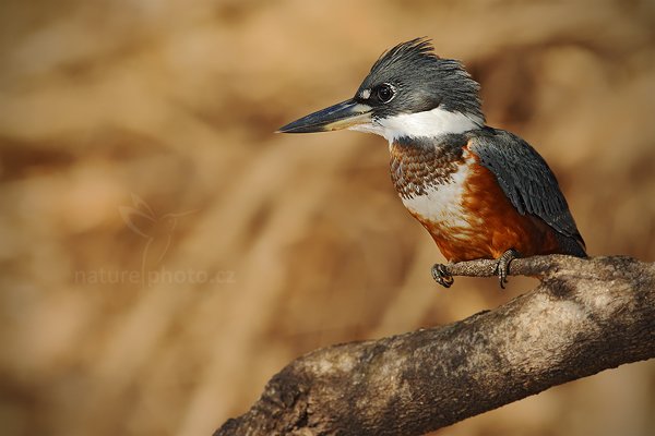 Rybařík obojkový (Megaceryle torquata), Rybařík obojkový (Megaceryle torquata) Ringed Kingfisher, Autor: Ondřej Prosický | NaturePhoto.cz, Model: Canon EOS-1D Mark III, Objektiv: Canon EF 500mm f/4 L IS USM, Ohnisková vzdálenost (EQ35mm): 650 mm, fotografováno z ruky, Clona: 6.3, Doba expozice: 1/1250 s, ISO: 400, Kompenzace expozice: -2/3, Blesk: Ne, 2. září 2011 13:27:19, Barranco Alto, Pantanal (Brazílie) 