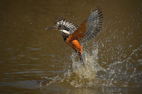 Rybařík obojkový (Megaceryle torquata), Rybařík obojkový (Megaceryle torquata) Ringed Kingfisher, Autor: Ondřej Prosický | NaturePhoto.cz, Model: Canon EOS-1D Mark III, Objektiv: Canon EF 500mm f/4 L IS USM, Ohnisková vzdálenost (EQ35mm): 364 mm, fotografováno z ruky, Clona: 8.0, Doba expozice: 1/2000 s, ISO: 500, Kompenzace expozice: 0, Blesk: Ne, 11. září 2011 9:07:44, Barranco Alto, Pantanal (Brazílie) 