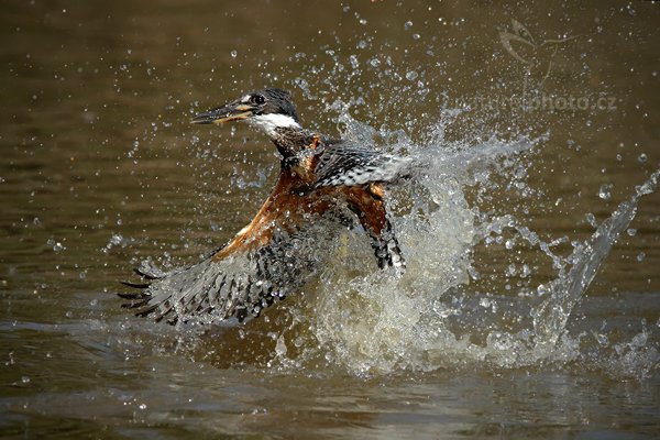 Rybařík obojkový (Megaceryle torquata), Rybařík obojkový (Megaceryle torquata) Ringed Kingfisher, Autor: Ondřej Prosický | NaturePhoto.cz, Model: Canon EOS-1D Mark III, Objektiv: Canon EF 500mm f/4 L IS USM, Ohnisková vzdálenost (EQ35mm): 364 mm, fotografováno z ruky, Clona: 8.0, Doba expozice: 1/2000 s, ISO: 500, Kompenzace expozice: 0, Blesk: Ne, 11. září 2011 9:07:31, Barranco Alto, Pantanal (Brazílie) 