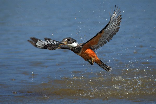 Rybařík obojkový (Megaceryle torquata), Rybařík obojkový (Megaceryle torquata) Ringed Kingfisher, Autor: Ondřej Prosický | NaturePhoto.cz, Model: Canon EOS-1D Mark III, Objektiv: Canon EF 500mm f/4 L IS USM, Ohnisková vzdálenost (EQ35mm): 364 mm, fotografováno z ruky, Clona: 8.0, Doba expozice: 1/2000 s, ISO: 500, Kompenzace expozice: 0, Blesk: Ne, 11. září 2011 9:06:23, Barranco Alto, Pantanal (Brazílie) 