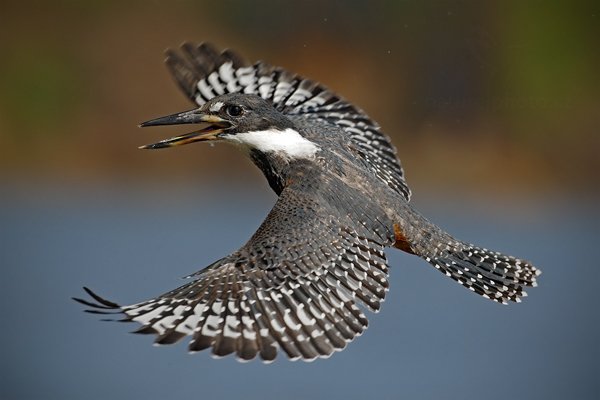 Rybařík obojkový (Megaceryle torquata), Rybařík obojkový (Megaceryle torquata) Ringed Kingfisher, Autor: Ondřej Prosický | NaturePhoto.cz, Model: Canon EOS-1D Mark III, Objektiv: Canon EF 500mm f/4 L IS USM, Ohnisková vzdálenost (EQ35mm): 650 mm, fotografováno z ruky, Clona: 8.0, Doba expozice: 1/2000 s, ISO: 500, Kompenzace expozice: 0, Blesk: Ne, 11. září 2011 9:04:05, Barranco Alto, Pantanal (Brazílie) 