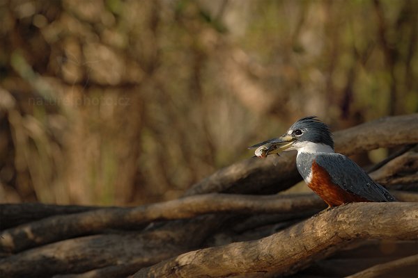 Rybařík obojkový (Megaceryle torquata), Rybařík obojkový (Megaceryle torquata) Ringed Kingfisher, Autor: Ondřej Prosický | NaturePhoto.cz, Model: Canon EOS-1D Mark III, Objektiv: Canon EF 500mm f/4 L IS USM, Ohnisková vzdálenost (EQ35mm): 650 mm, fotografováno z ruky, Clona: 7.1, Doba expozice: 1/1250 s, ISO: 500, Kompenzace expozice: -1, Blesk: Ne, 14. září 2011 7:46:31, Barranco Alto, Pantanal (Brazílie) 