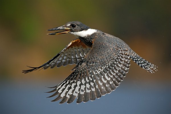 Rybařík obojkový (Megaceryle torquata), Autor: Ondřej Prosický | NaturePhoto.cz, Model: Canon EOS-1D Mark III, Objektiv: Canon EF 500mm f/4 L IS USM, Ohnisková vzdálenost (EQ35mm): 650 mm, fotografováno z ruky, Clona: 8.0, Doba expozice: 1/2000 s, ISO: 500, Kompenzace expozice: 0, Blesk: Ne, 11. září 2011 9:04:05, Barranco Alto, Pantanal (Brazílie)  Autor: Ondřej Prosický | NaturePhoto.cz, Model: Canon EOS-1D Mark III, Objektiv: Canon EF 500mm f/4 L IS USM, Ohnisková vzdálenost (EQ35mm): 650 mm, fotografováno z ruky, Clona: 8.0, Doba expozice: 1/2000 s, ISO: 500, Kompenzace expozice: 0, Blesk: Ne, 11. září 2011 9:04:05, Barranco Alto, Pantanal (Brazílie) 