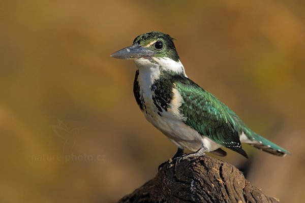 Rybařík amazonský (Chloroceryle amazona), Rybařík amazonský (Chloroceryle amazona) Amazon Kingfisher, Autor: Ondřej Prosický | NaturePhoto.cz, Model: Canon EOS-1D Mark III, Objektiv: Canon EF 500mm f/4 L IS USM, Ohnisková vzdálenost (EQ35mm): 650 mm, fotografováno z ruky, Clona: 6.3, Doba expozice: 1/1000 s, ISO: 250, Kompenzace expozice: -2/3, Blesk: Ne, 2. září 2011 13:47:52, Barranco Alto, Pantanal (Brazílie) 