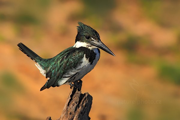 Rybařík amazonský (Chloroceryle amazona), Rybařík amazonský (Chloroceryle amazona) Amazon Kingfisher, Autor: Ondřej Prosický | NaturePhoto.cz, Model: Canon EOS 5D Mark II, Objektiv: Canon EF 500mm f/4 L IS USM, Ohnisková vzdálenost (EQ35mm): 700 mm, fotografováno z ruky, Clona: 13, Doba expozice: 1/800 s, ISO: 400, Kompenzace expozice: -1, Blesk: Ne, 11. září 2011 7:06:27, Barranco Alto, Pantanal (Brazílie) 