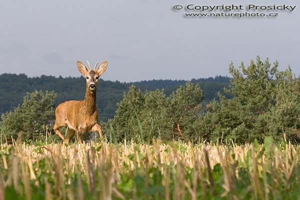 Srnec obecný (Capreolus capreolus), Autor: Ondřej Prosický, Model aparátu: Canon EOS 20D, Objektiv: Canon EF 100mm f/2.8 Macro USM, fotografováno z ruky, Ohnisková vzdálenost: 100.00 mm, Clona: 11.00, Doba expozice: 1/200 s, ISO: 100, Vyvážení expozice: -0.67, Blesk: Ne, Vytvořeno: 13. srpna 2005 9:05:58, u Týnce nad Sázavou (ČR)