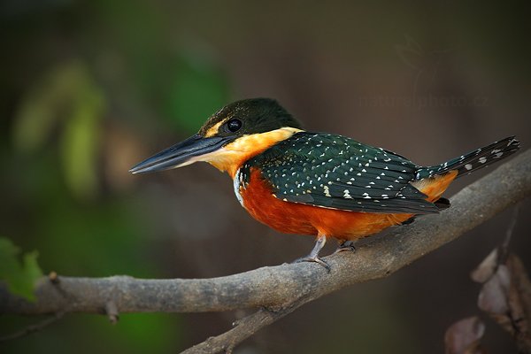 Rybařík dvoubarvý (Chloroceryle inda), Rybařík dvoubarvý (Chloroceryle inda) Green-and-rufous Kingfisher, Autor: Ondřej Prosický | NaturePhoto.cz, Model: Canon EOS-1D Mark III, Objektiv: Canon EF 500mm f/4 L IS USM, Ohnisková vzdálenost (EQ35mm): 650 mm, fotografováno z ruky, Clona: 5.6, Doba expozice: 1/125 s, ISO: 1600, Kompenzace expozice: -2/3, Blesk: Ne, 3. září 2011 13:46:59, Barranco Alto, Pantanal (Brazílie) 