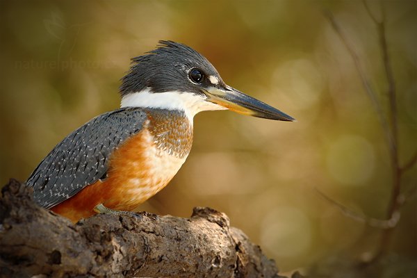 Rybařík obojkový (Megaceryle torquata), Rybařík obojkový (Megaceryle torquata) Ringed Kingfisher, Autor: Ondřej Prosický | NaturePhoto.cz, Model: Canon EOS-1D Mark III, Objektiv: Canon EF 500mm f/4 L IS USM, Ohnisková vzdálenost (EQ35mm): 650 mm, fotografováno z ruky, Clona: 5.6, Doba expozice: 1/400 s, ISO: 640, Kompenzace expozice: +1/3, Blesk: Ne, 2. září 2011 15:45:10, Barranco Alto, Pantanal (Brazílie) 