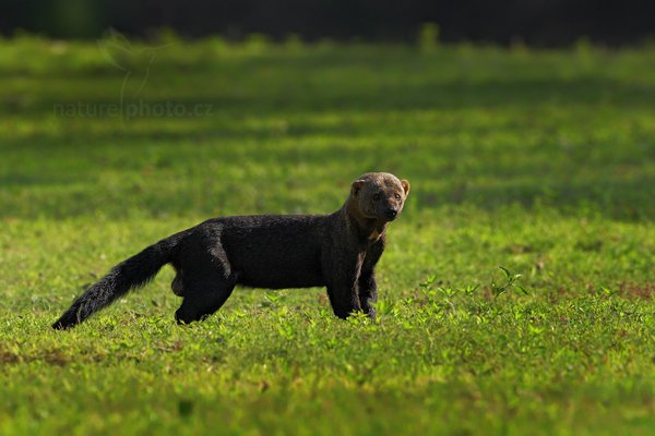 Kuna brazilská (Eira barbara) Tayra, Kuna brazilská (Eira barbara) Tayra, Autor: Ondřej Prosický | NaturePhoto.cz, Model: Canon EOS-1D Mark III, Objektiv: Canon EF 500mm f/4 L IS USM, Ohnisková vzdálenost (EQ35mm): 650 mm, fotografováno z ruky, Clona: 6.3, Doba expozice: 1/1250 s, ISO: 400, Kompenzace expozice: -2/3, Blesk: Ne, 15. září 2011 14:57:53, Barranco Alto, Pantanal (Brazílie)  