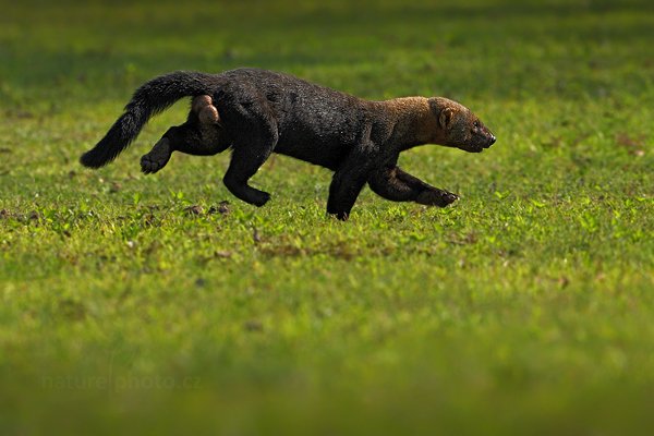 Kuna brazilská (Eira barbara), Kuna brazilská (Eira barbara) Tayra, Autor: Ondřej Prosický | NaturePhoto.cz, Model: Canon EOS-1D Mark III, Objektiv: Canon EF 500mm f/4 L IS USM, Ohnisková vzdálenost (EQ35mm): 650 mm, fotografováno z ruky, Clona: 6.3, Doba expozice: 1/2000 s, ISO: 400, Kompenzace expozice: -2/3, Blesk: Ne, 15. září 2011 14:57:51, Barranco Alto, Pantanal (Brazílie)  