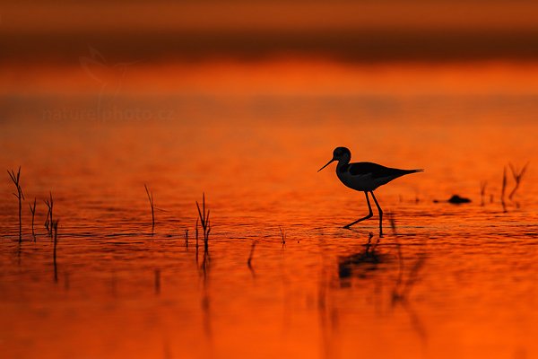 Pisila čáponohá (Himantopus himantopus), Pisila čáponohá (Himantopus himantopus) Black-winged Stilt,  Autor: Ondřej Prosický | NaturePhoto.cz, Model: Canon EOS-1D Mark III, Objektiv: Canon EF 500mm f/4 L IS USM, Ohnisková vzdálenost (EQ35mm): 650 mm, fotografováno z ruky, Clona: 4.5, Doba expozice: 1/6400 s, ISO: 640, Kompenzace expozice: -1, Blesk: Ne, 3. září 2011 11:59:24, Barranco Alto, Pantanal (Brazílie) 