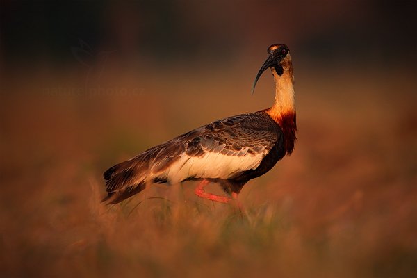 Ibis bělokřídlý (Theristicus caudatus) Buff-necked Ibis, Ibis bělokřídlý (Theristicus caudatus) Buff-necked Ibis, Autor: Ondřej Prosický | NaturePhoto.cz, Model: Canon EOS 5D Mark II, Objektiv: Canon EF 500mm f/4 L IS USM, Ohnisková vzdálenost (EQ35mm): 700 mm, fotografováno z ruky, Clona: 6.3, Doba expozice: 1/640 s, ISO: 500, Kompenzace expozice: -2/3, Blesk: Ano, 7. září 2011 17:07:34, Barranco Alto, Pantanal (Brazílie)