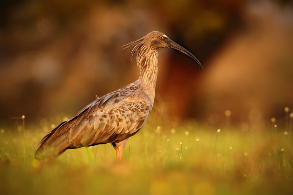 Ibis běločelý (Theristicus caerulescens) Plumbeous Ibis , Ibis běločelý Theristicus caerulescens Plumbeous Ibis, Autor: Ondřej Prosický | NaturePhoto.cz, Model: Canon EOS 5D Mark II, Objektiv: Canon EF 500mm f/4 L IS USM, Ohnisková vzdálenost (EQ35mm): 500 mm, fotografováno z ruky, Clona: 6.3, Doba expozice: 1/320 s, ISO: 400, Kompenzace expozice: -2/3, Blesk: Ne, 4. září 2011 6:24:39, Barranco Alto, Pantanal (Brazílie) 