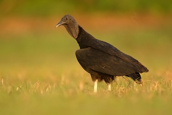 Kondor havranovitý (Coragyps atratus), Kondor havranovitý (Coragyps atratus) Black Vulture, Autor: Ondřej Prosický | NaturePhoto.cz, Model: Canon EOS 5D Mark II, Objektiv: Canon EF 500mm f/4 L IS USM, Ohnisková vzdálenost (EQ35mm): 500 mm, fotografováno z ruky, Clona: 7.1, Doba expozice: 1/320 s, ISO: 500, Kompenzace expozice: -2/3, Blesk: Ne, 13. září 2011 6:07:12, Barranco Alto, Pantanal (Brazílie) 