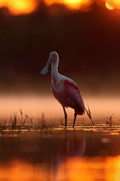 Kolpík růžový (Platalea ajaja) Roseate Spoonbill, Kolpík růžový (Platalea ajaja) Roseate Spoonbill, Autor: Ondřej Prosický | NaturePhoto.cz, Model: Canon EOS 5D Mark II, Objektiv: Canon EF 500mm f/4 L IS USM, Ohnisková vzdálenost (EQ35mm): 500 mm, fotografováno z ruky, Clona: 7.1, Doba expozice: 1/800 s, ISO: 400, Kompenzace expozice: -2/3, Blesk: Ne, 13. září 2011 5:51:43, Barranco Alto, Pantanal (Brazílie) 