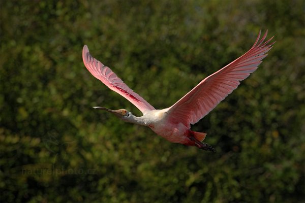 Kolpík růžový (Platalea ajaja) Roseate Spoonbill, Kolpík růžový (Platalea ajaja) Roseate Spoonbill, Autor: Ondřej Prosický | NaturePhoto.cz, Model: Canon EOS-1D Mark III, Objektiv: Canon EF 500mm f/4 L IS USM, Ohnisková vzdálenost (EQ35mm): 650 mm, fotografováno z ruky, Clona: 9.0, Doba expozice: 1/2000 s, ISO: 500, Kompenzace expozice: 0, Blesk: Ne, 11. září 2011 8:16:27, Barranco Alto, Pantanal (Brazílie)
