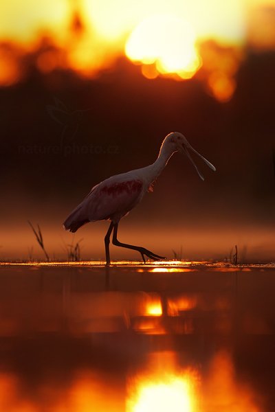 Kolpík růžový (Platalea ajaja), Kolpík růžový (Platalea ajaja) Roseate Spoonbill, Autor: Ondřej Prosický | NaturePhoto.cz, Model: Canon EOS 5D Mark II, Objektiv: Canon EF 500mm f/4 L IS USM, Ohnisková vzdálenost (EQ35mm): 500 mm, fotografováno z ruky, Clona: 7.1, Doba expozice: 1/800 s, ISO: 400, Kompenzace expozice: -2/3, Blesk: Ne, 13. září 2011 5:51:43, Barranco Alto, Pantanal (Brazílie) 