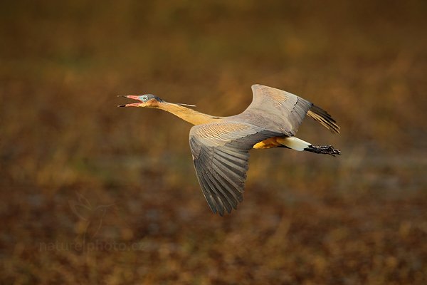 Volavka hvízdavá (Syrigma sibilatrix), Volavka hvízdavá (Syrigma sibilatrix) Whistling Heron, Autor: Ondřej Prosický | NaturePhoto.cz, Model: Canon EOS 5D Mark II, Objektiv: Canon EF 500mm f/4 L IS USM, Ohnisková vzdálenost (EQ35mm): 700 mm, fotografováno z ruky, Clona: 7.1, Doba expozice: 1/1250 s, ISO: 500, Kompenzace expozice: -2/3, Blesk: Ne, 5. září 2011 15:54:16, Barranco Alto, Pantanal (Brazílie) 