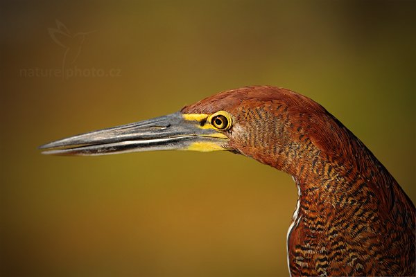 Bukač červenavý (Tigrisoma lineatum), Bukač červenavý (Tigrisoma lineatum) Rufescent Tiger-Heron, Autor: Ondřej Prosický | NaturePhoto.cz, Model: Canon EOS-1D Mark III, Objektiv: Canon EF 500mm f/4 L IS USM, Ohnisková vzdálenost (EQ35mm): 650 mm, fotografováno z ruky, Clona: 7.1, Doba expozice: 1/2500 s, ISO: 320, Kompenzace expozice: -1 1/3, Blesk: Ne, 2. září 2011 13:39:42, Barranco Alto, Pantanal (Brazílie) 