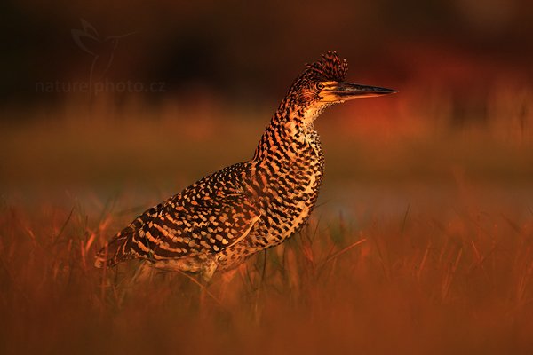 Bukač červenavý (Tigrisoma lineatum) Rufescent Tiger-Heron, Bukač červenavý (Tigrisoma lineatum) Rufescent Tiger-Heron, Autor: Ondřej Prosický | NaturePhoto.cz, Model: Canon EOS 5D Mark II, Objektiv: Canon EF 500mm f/4 L IS USM, Ohnisková vzdálenost (EQ35mm): 500 mm, fotografováno z ruky, Clona: 5.6, Doba expozice: 1/640 s, ISO: 400, Kompenzace expozice: -2/3, Blesk: Ne, 4. září 2011 6:27:25, Barranco Alto, Pantanal (Brazílie) 