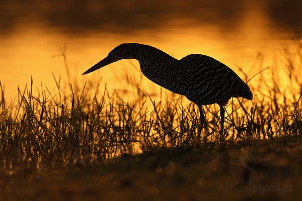 Bukač červenavý (Tigrisoma lineatum), Bukač červenavý (Tigrisoma lineatum) Rufescent Tiger-Heron, Autor: Ondřej Prosický | NaturePhoto.cz, Model: Canon EOS-1D Mark III, Objektiv: Canon EF 500mm f/4 L IS USM, Ohnisková vzdálenost (EQ35mm): 650 mm, fotografováno z ruky, Clona: 5.0, Doba expozice: 1/5000 s, ISO: 500, Kompenzace expozice: -1/3, Blesk: Ne, 2. září 2011 12:15:13, Barranco Alto, Pantanal (Brazílie)