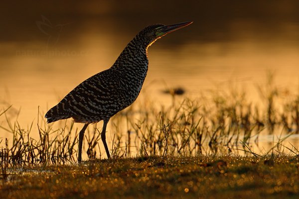 Bukač červenavý (Tigrisoma lineatum), Bukač červenavý (Tigrisoma lineatum) Rufescent Tiger-Heron, Autor: Ondřej Prosický | NaturePhoto.cz, Model: Canon EOS-1D Mark III, Objektiv: Canon EF 500mm f/4 L IS USM, Ohnisková vzdálenost (EQ35mm): 650 mm, fotografováno z ruky, Clona: 5.0, Doba expozice: 1/1600 s, ISO: 500, Kompenzace expozice: -1/3, Blesk: Ne, 2. září 2011 12:12:16, Barranco Alto, Pantanal (Brazílie)