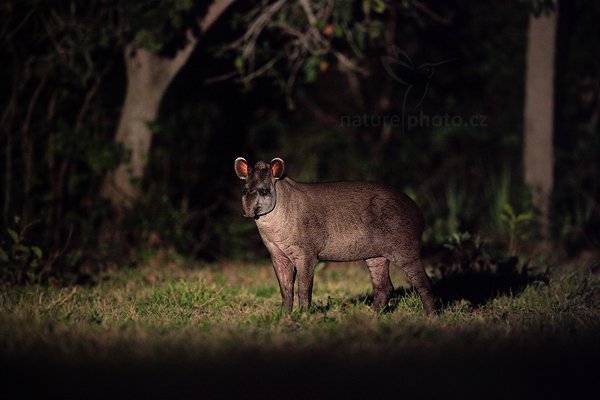 Tapír jihoamerický (Tapirus terrestris) South American Tapir, Tapír jihoamerický (Tapirus terrestris) South American Tapi, Autor: Ondřej Prosický | NaturePhoto.cz, Model: Canon EOS 5D Mark II, Objektiv: Canon EF 500mm f/4 L IS USM, Ohnisková vzdálenost (EQ35mm): 500 mm, fotografováno z ruky, Clona: 4.0, Doba expozice: 1/13 s, ISO: 12800, Kompenzace expozice: -1, Blesk: Ne, 4. září 2011 18:09:34, Barranco Alto, Pantanal (Brazílie) r