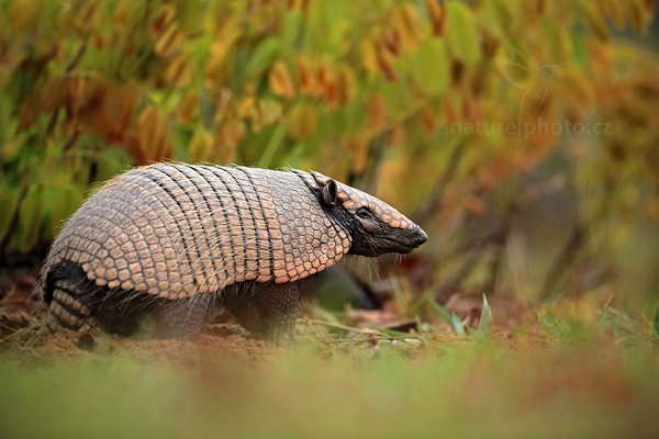 Pásovec šestipásý (Euphractus sexcinctus), Pásovec šestipásý (Euphractus sexcinctus) Six-banded Armadillo, Autor: Ondřej Prosický | NaturePhoto.cz, Model: Canon EOS 5D Mark II, Objektiv: Canon EF 500mm f/4 L IS USM, Ohnisková vzdálenost (EQ35mm): 500 mm, fotografováno z ruky, Clona: 4.5, Doba expozice: 1/160 s, ISO: 1000, Kompenzace expozice: -1/3, Blesk: Ne, 9. září 2011 16:28:10, Barranco Alto, Pantanal (Brazílie) 