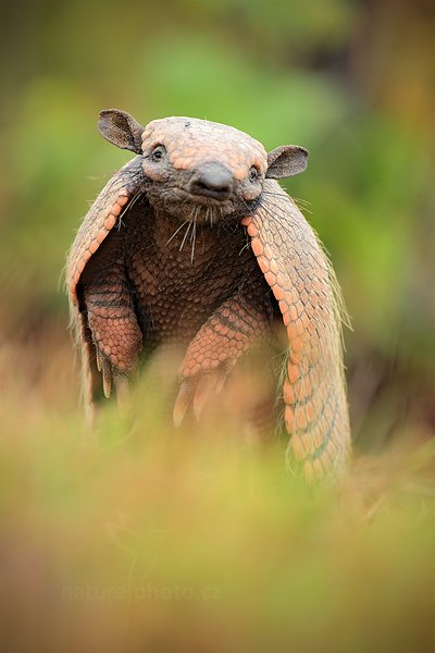 Pásovec šestipásý (Euphractus sexcinctus), Pásovec šestipásý (Euphractus sexcinctus) Six-banded Armadillo, Autor: Ondřej Prosický | NaturePhoto.cz, Model: Canon EOS 5D Mark II, Objektiv: Canon EF 500mm f/4 L IS USM, Ohnisková vzdálenost (EQ35mm): 500 mm, fotografováno z ruky, Clona: 5.6, Doba expozice: 1/50 s, ISO: 1000, Kompenzace expozice: -1/3, Blesk: Ne, 9. září 2011 16:31:26, Barranco Alto, Pantanal (Brazílie) 