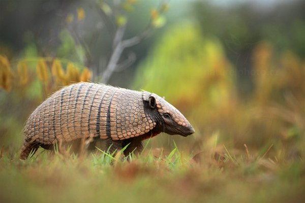 Pásovec šestipásý (Euphractus sexcinctus), Pásovec šestipásý (Euphractus sexcinctus) Six-banded Armadillo, Autor: Ondřej Prosický | NaturePhoto.cz, Model: Canon EOS 5D Mark II, Objektiv: Canon EF 500mm f/4 L IS USM, Ohnisková vzdálenost (EQ35mm): 500 mm, fotografováno z ruky, Clona: 5.6, Doba expozice: 1/100 s, ISO: 1000, Kompenzace expozice: -1/3, Blesk: Ne, 9. září 2011 16:28:59, Barranco Alto, Pantanal (Brazílie)