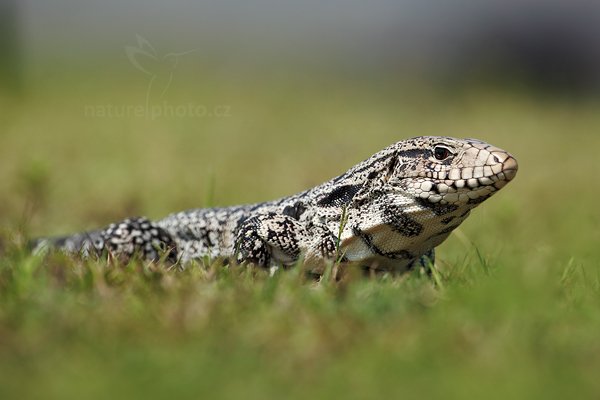 Teju pruhovaný (Tupinambis merianae) Argentine Black and White Tegu, Teju pruhovaný (Tupinambis merianae) Argentine Black and White Tegu, Autor: Ondřej Prosický | NaturePhoto.cz, Model: Canon EOS 5D Mark II, Objektiv: Canon EF 500mm f/4 L IS USM, Ohnisková vzdálenost (EQ35mm): 500 mm, stativ Gitzo, Clona: 7.1, Doba expozice: 1/1250 s, ISO: 160, Kompenzace expozice: -2/3, Blesk: Ne, 6. září 2011 10:23:22, Barranco Alto, Pantanal (Brazílie) 